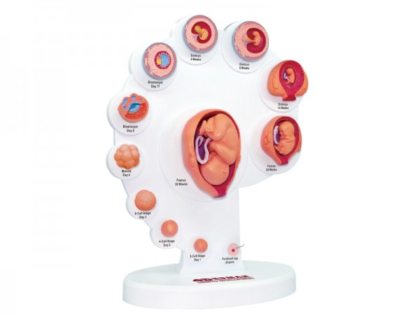 4D Ontwikkeling Embryo Model, 21-delig, 28 cm