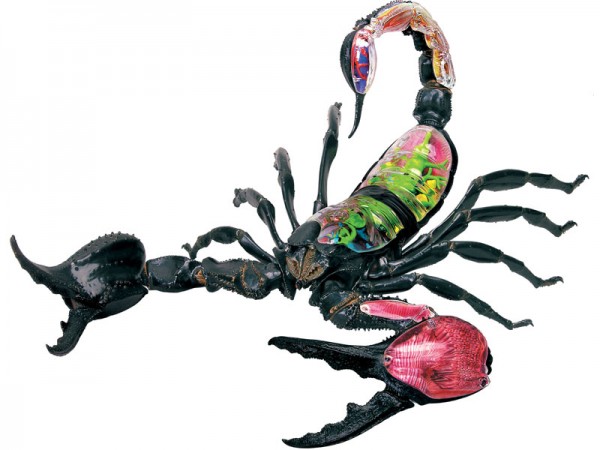 4D Schorpioen Model, 29-delig, 34 cm