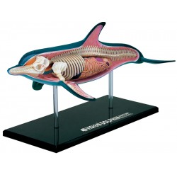 4D Dolfijn Model, 18-delig, 23 cm