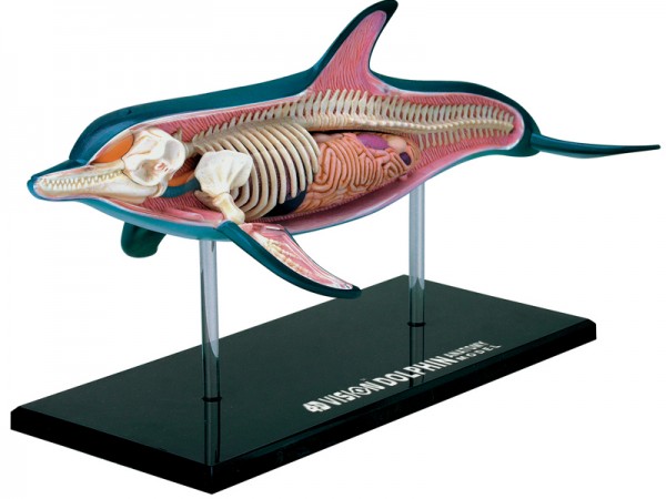 4D Dolfijn Model, 18-delig, 23 cm