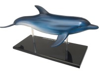 4D Dolfijn Model, 18-delig, 23 cm