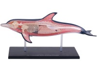 4D Dolfijn Model, 18-delig, 23 cm