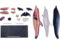 4D Dolfijn Model, 18-delig, 23 cm