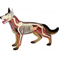 4D Hond Model, 29-delig, 17cm 4D Hond Model, 29-delig, 17cm
