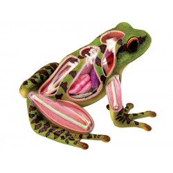 4D Kikker Model, 31-delig, 17 cm