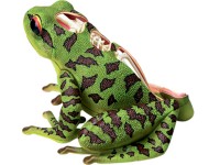 4D Kikker Model, 31-delig, 17 cm