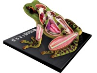 4D Kikker Model, 31-delig, 17 cm