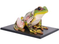 4D Kikker Model, 31-delig, 17 cm