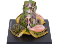 4D Kikker Model, 31-delig, 17 cm