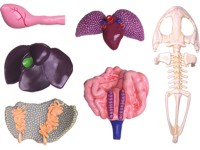 4D Kikker Model, 31-delig, 17 cm