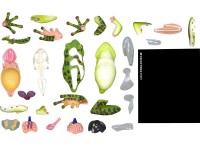 4D Kikker Model, 31-delig, 17 cm