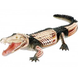 4D Krokodil Model, 26-delig, 38 cm