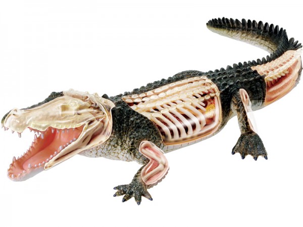 4D Krokodil Model, 26-delig, 38 cm