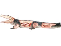 4D Krokodil Model, 26-delig, 38 cm