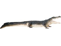 4D Krokodil Model, 26-delig, 38 cm