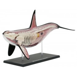 4D Orka Model, 16-delig, 38 cm