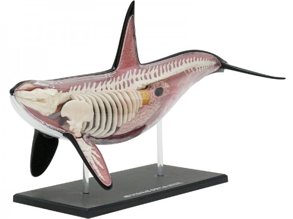 4D Orka Model, 16-delig, 38 cm