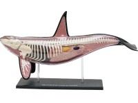 4D Orka Model, 16-delig, 38 cm