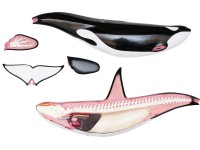 4D Orka Model, 16-delig, 38 cm