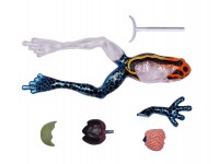 4D Pijlgifkikker Model, 17-delig, 25 cm