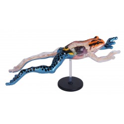 4D Pijlgifkikker Model, 17-delig, 25 cm