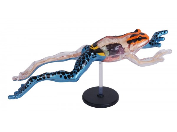 4D Pijlgifkikker Model, 17-delig, 25 cm