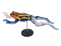 4D Pijlgifkikker Model, 17-delig, 25 cm