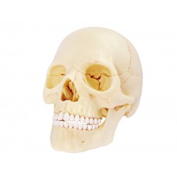 4D Schedel Model, 17-delig, 15 cm 4D Schedel Model, 17-delig, 15 cm