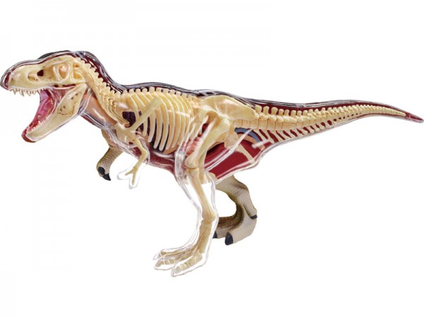 4D T-Rex Model, 36-delig, 28 cm