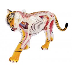 4D Tijger Model, 28-delig, 30 cm