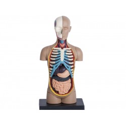 4D Torso Model, 32-delig, 12 cm 4D Torso Model, 32-delig, 12 cm