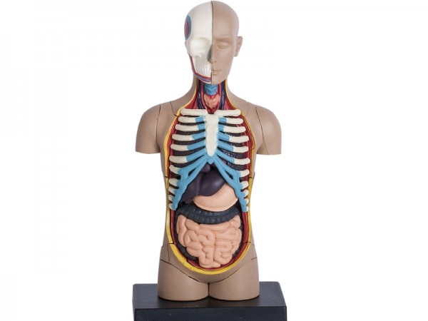 4D Torso Model, 32-delig, 12 cm