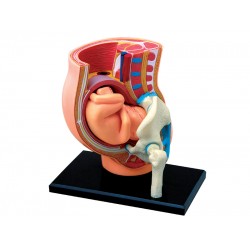 4D Zwangerschap Model, 27-delig, 10 cm