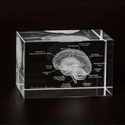 Anatomie Glasblok Hersenen