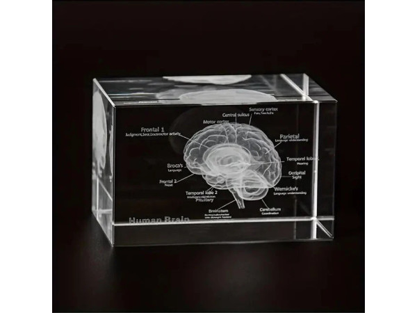 Anatomie Glasblok Hersenen