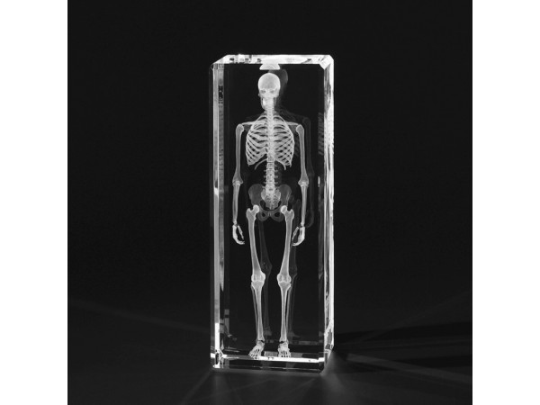 Anatomie Glasblok Skelet Groot