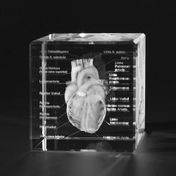 Anatomie Glasblok Hart met benamingen