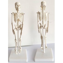 Mini Skelet Model, 20 cm