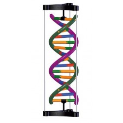 Bouwdoos DNA Dubbele Helix Bouwdoos DNA Dubbele Helix