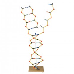 DNA-RNA Model DNA-RNA Model