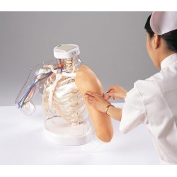 2-in-1 Intramusculaire Injectie Simulator Schouder en Arm