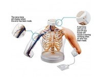 2-in-1 Intramusculaire Injectie Simulator Schouder en Arm