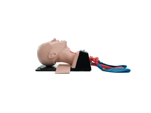 AirSim Combo Bronchi X AirSim Combo Bronchi X