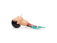 Airway Management Trainingsmodel