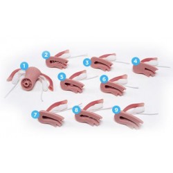 Baarmoeders met interne aandoeningen voor Uitgebreide Gynaecologische Vaardigheidstrainer