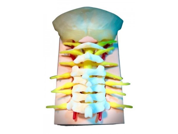 Craniocervicale Overgang Trainingsmodel