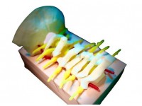 Craniocervicale Overgang Trainingsmodel