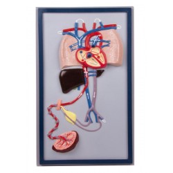 Foetale Bloedsomloop Model