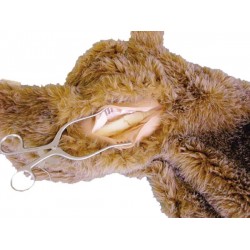 Gebroken Dijbeen voor Oefenhonden