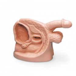 Katheterisatie Model Man